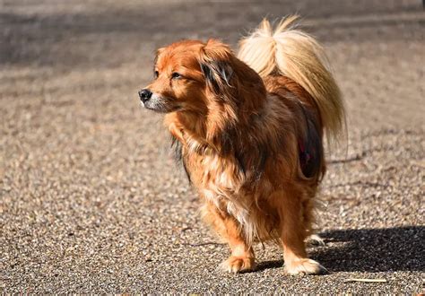 7 Long Haired Small Dog Breeds | Glamorous Dogs