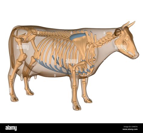 Bovine Skeleton Diagram