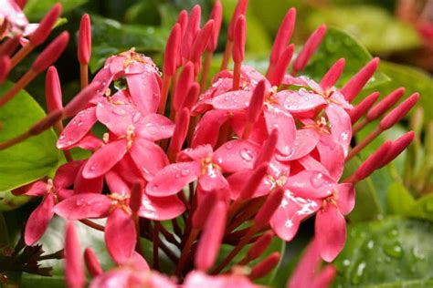 Ixora Plant Care And Complete Guide | Plantly