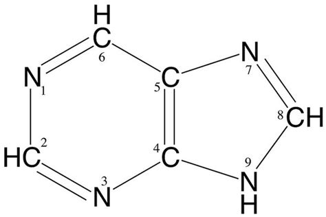 Purines vs Pyrimidines - Difference and Comparison | Diffen