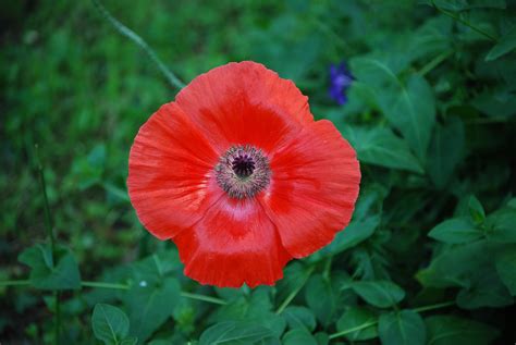 Poppy Flower Red - Free photo on Pixabay - Pixabay