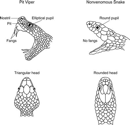 The Buckeye Herps Blog: Ohio Snake Identification - Venomous or Not?