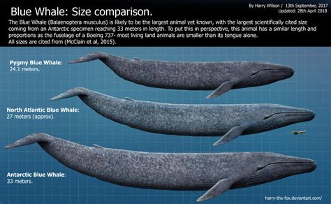 How Long Is A Blue Whale In Metres – Wild Whale