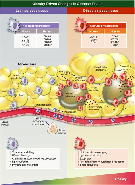 Adipose Tissue With Adipocytes