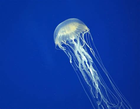 Australian Box Jellyfish - Animals of Oceania - WorldAtlas