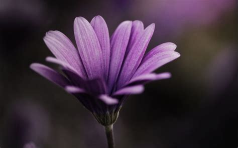 flowers, Macro