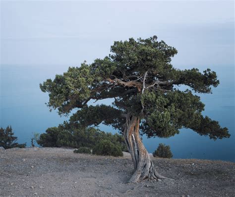 Juniper Tree Meaning Symbolism: Explained - symbolismguide.com