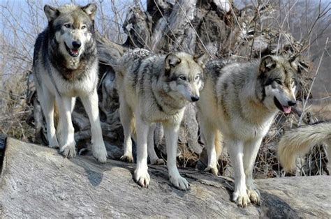 Wolf packs always have a leader, the 'Alpha' male. A little known fact ...