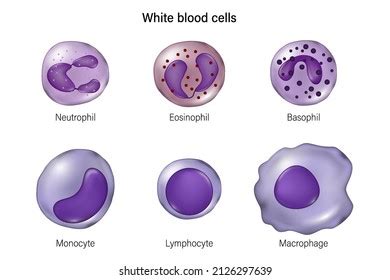 3,996 Basophil Royalty-Free Images, Stock Photos & Pictures | Shutterstock