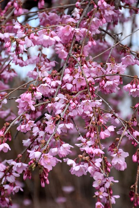 Pink Cascade® Weeping Cherry (Prunus 'NCPH1') in Denver Centennial ...