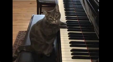 Cute Cat Playing The Piano [VIDEO]