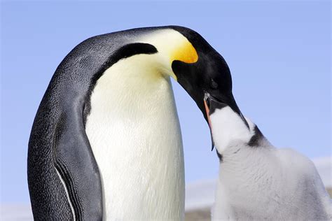 Emperor Penguin Feeding Young Photograph by M. Watson - Pixels