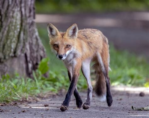 Kit Fox: The Amazing Desert Dweller