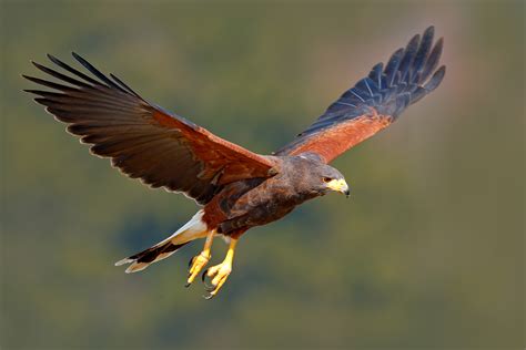 The hunting methods used by hawks could help design new drones - Earth.com