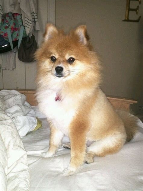 Pomeranian Fox Haircut