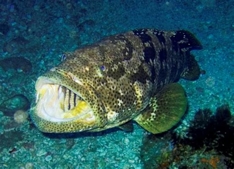 Is The Atlantic Goliath Grouper Endangered?