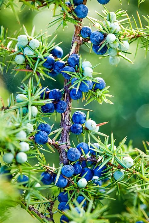 Juniper Tree Berries