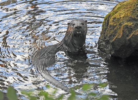 River Otter Swimming at Fenney Nature Trail - Villages-News.com