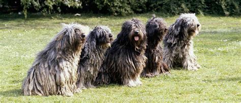 Bergamasco Shepherd is lining up together - Pet Paw