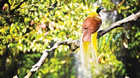 Burung Cenderawasih Penghuni Endemis Pulau Papua - Greeners.Co