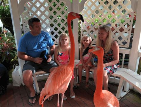 15+ Best Places to See Flamingos in Florida • Authentic Florida