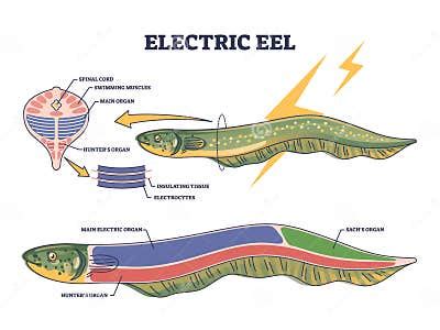 Electric Eel Anatomy As Fish Structure with Inner Organs Outline Diagram Stock Vector ...