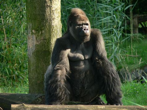 File:Gorilla zoo-leipzig.jpg - Wikipedia