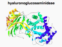 Hyaluronidase - wikidoc