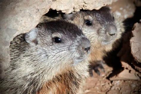 Do Groundhogs Abandon Their Burrows? - Wildlife Informer