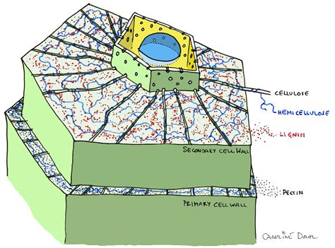 File:Plant cell showing primary and secondary wall by CarolineDahl.jpg - Wikimedia Commons