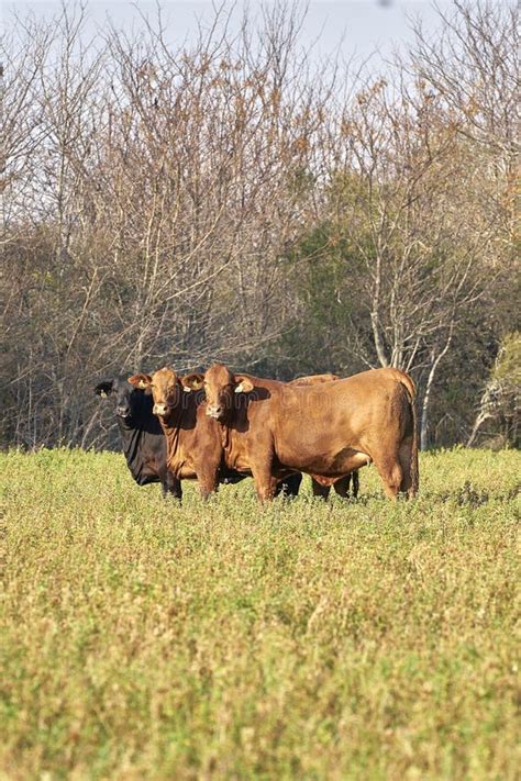 Brangus Cattle Bull stock image. Image of agriculture - 35249277