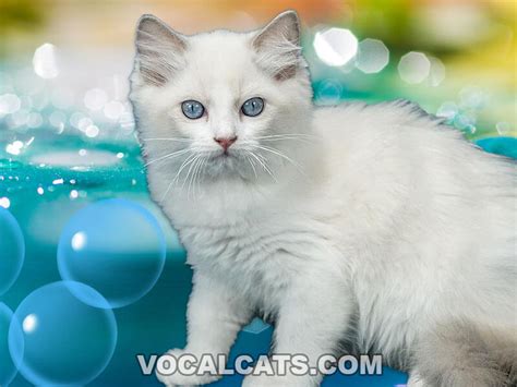 White Ragdoll Cat: Complete Guide - Vocal Cats