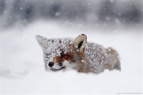 18. Foxes, Snow & National Geographic | Roeselien Raimond Photography