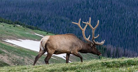 Mountain Pine Beetle Impact on Montana Elk Habitat