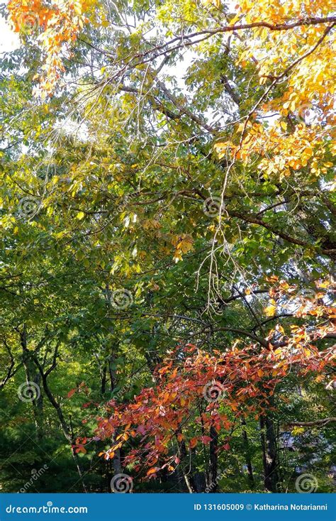 Brilliant Fall Colors - Appalachian Forest Autumn Foliage Stock Image - Image of mountains ...