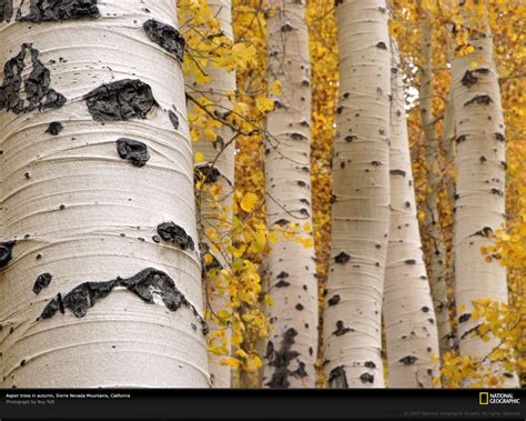 Aspen Tree Wallpaper - WallpaperSafari