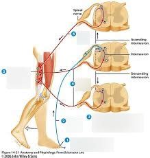 Flexor and Crossed Extensor Reflexes I Diagram | Quizlet