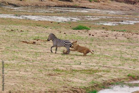 Lion hunts a Zebra Stock Photo | Adobe Stock