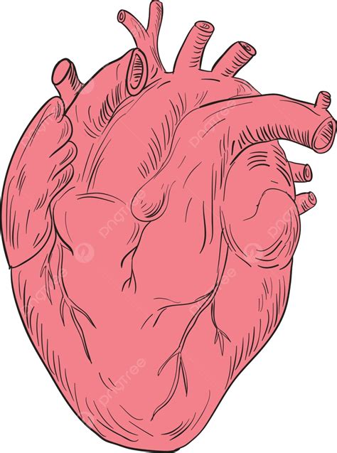 Human Heart Anatomy Drawing Human Heart Anatomy Heart Drawing Vector, Human Heart Anatomy, Heart ...