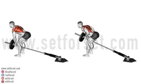 9 Best Seated Cable Row Alternatives - SET FOR SET