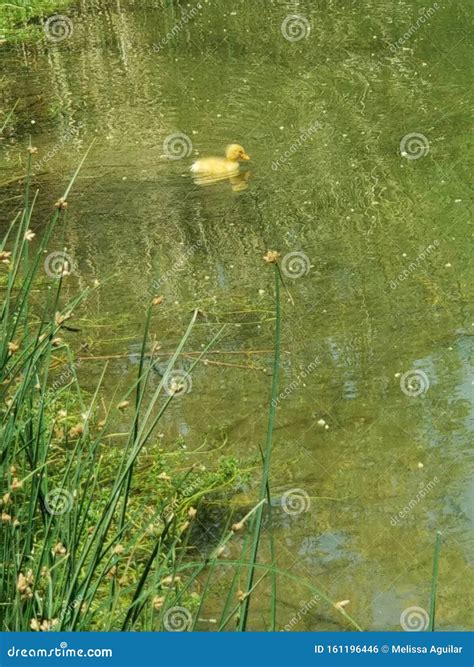 Baby duck at the pond stock photo. Image of wildlife - 161196446