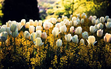 Spring Tulips Wallpaper (61+ images)