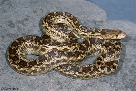 Gopher Snake (U.S. National Park Service)