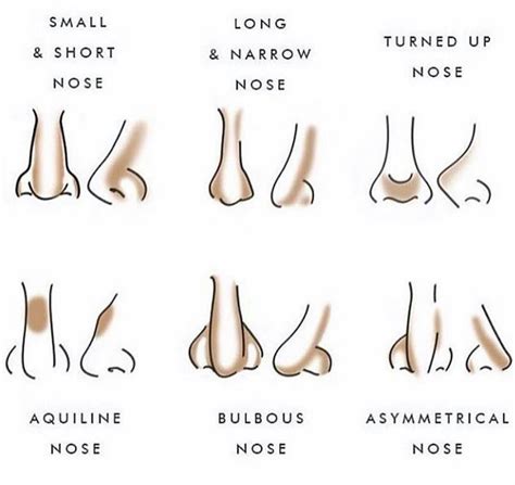 Nose Shapes And Their Names