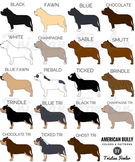 About colors : r/AmericanBully