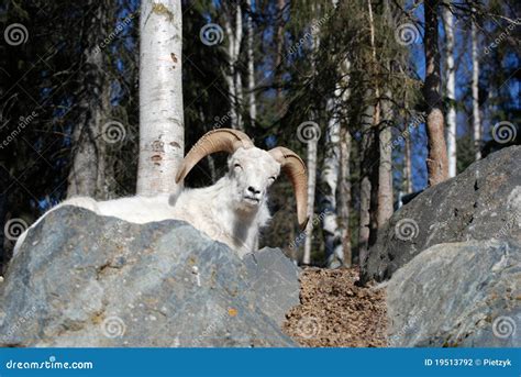 Dahl Sheep on Mountain stock photo. Image of ocean, hunt - 19513792