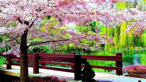 Beautiful Pink Blossom Flowers With Path Between Wood Fence And River In Park HD Spring ...