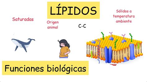 Lípidos: funciones biológicas y clasificación @BiologíayEcología #clasesdebiología - YouTube