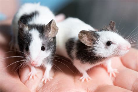 150+ Cute And Unique Boy & Girl Pet Rat Names In 2022 - We're All About Pets