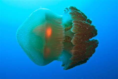 Scientists find a cure for the deadly box jellyfish sting - Earth.com